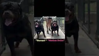 Top breeder of quality imported Serbian bloodline Rottweilers #rottweiler #florida #puppy #family