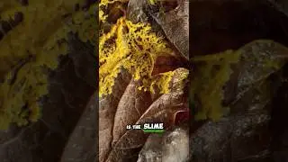 This Slime Mold is Smarter Than You || #facts