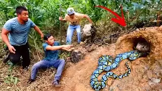 Brave Experts Catch 100 Giant Snakes By Hand