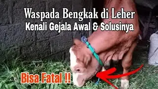 Waspada Bengkak di Leher Sapimu. Kenali Gejala dan Solusinya.