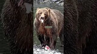 Joe Rogan on Why Kodiak Bears are Peaceful