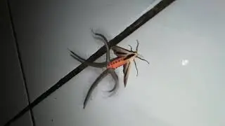 Australian Tentacle Moth aka Stranger Things kinda bullsh*t