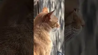 Mimi is the guardian of my backyard🤭#love  #cute #cat #nature