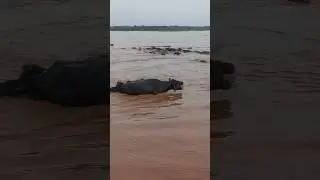 Man Save Buffalo | Flood #river #cloud #nature #nala #travel #pakistan #india #iran #flood