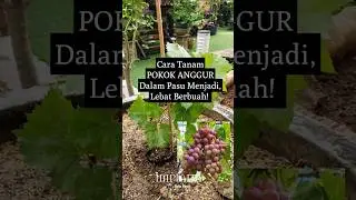 Cara Tanam Pokok ANGGUR Dalam Pasu Menjadi, Lebat Berbuah