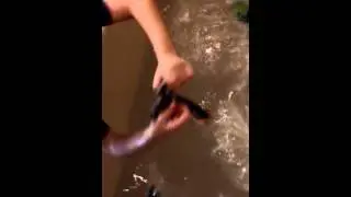 Jade and Noahs shark movies