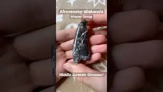 Afrovenator Dinosaur Fossil Tooth