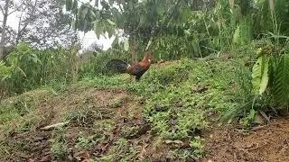 Trap jungle fowl with yellow bird bait crowing in native voice 03/02/2025