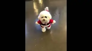 CANE BARBONCINO ASSURDO - IG @PICVIEW