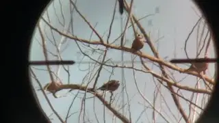 Hunting so many birds 🦢 | Hunting in forest | Sniper hunting #sniperhunting #huntinginforest