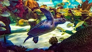 Visiting the Ontario Turtle Conservation Centre