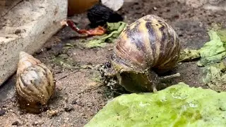 The Gentle Science of Snail Life