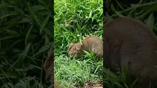 #catlover