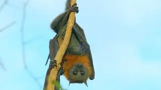 Why Flying Foxes Also Happen to be Expert Tree Climbers (4K)