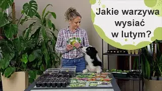 Jakie warzywa siejemy w lutym? Czas przygotować lutowe rozsady warzyw.