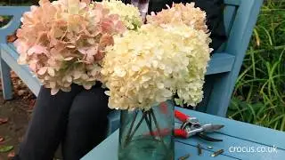 How to cut & dry hydrangea blooms for the vase
