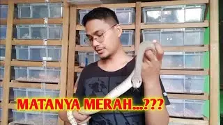 Review Ular Jali Albino T+ / Albino T+ Ptyas Mucosus || REPTILE ZONE
