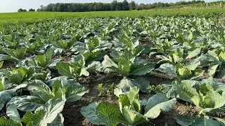 Canadayile🇨🇦 farming #amishcommunity #mallu #farming