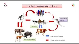 Rift Valley Fever (RVF) awareness video: represents a threat to health...