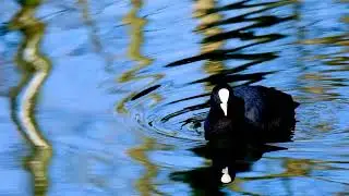 American Coot /common coot... voice call.... Flock.. nesting....