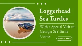 Turtles! We visited Jekyll Island and the Turtle Center to learn more about these majestic creatures