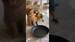 😾 Ща постучу !!! 👉 🦜 #кот #cat #funny #юмор
