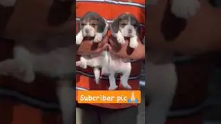 Pet lover #dog #reels #dogs #shortsfeed #tiktok #doxybrunoyt #youtube #reel #viral #pet #shorts