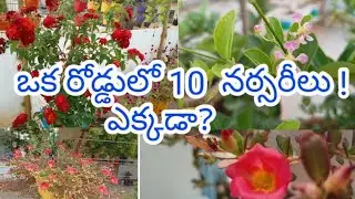 Guntur plant nurseries# Our guntur