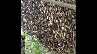 Honey from the Sky &ndash; Daredevil Climbers at Work! #PrimitiveSkills #HoneyHunt