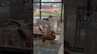 Howling Hounds Life. #howlingdog #funnydog #bassethounds #beaglemix