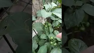 Lenca salah satu lalapan teradisi orang Sunda #pertanian