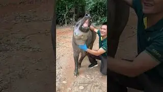 South American Tapir getting scratches. #shortsfeed #viral #viralvideo #funnyvideo #tapir #zoo #cute