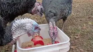 Turkeys eating sound