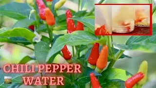 Hawaiian Chili Pepper Water (Wai Nīoi) | Eat And Be Eaten
