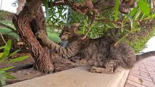 Homeless cat in Ras Al Khaimah, UAE: JANET JACKSON #cat #cats #JanetJackson #UAE #kitten #pets #pet