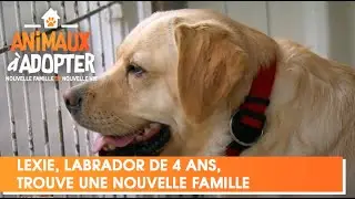Lexie, labrador de 4 ans, trouve une nouvelle famille - Animaux à Adopter