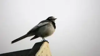 Masked Wagtail