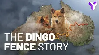 That's Why | The Australians Built The World's LONGEST Border Fence!