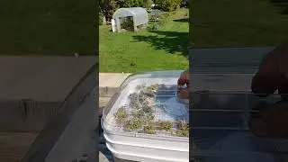 Drying Herbs  in Canada #ontario #herbs