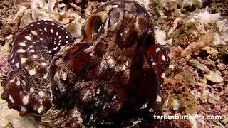 Swim of an Octopus in Lombok - Gili