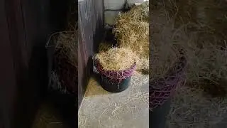 #horsehack #stablehack #equestrian #blogger #equestrianblogger #fjordhorse #funnyhorse