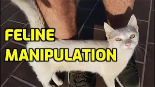 Does My Cat Manipulate Me?