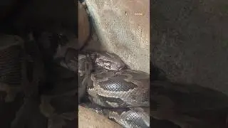 feel that fear #snake #big #terrifies #fear