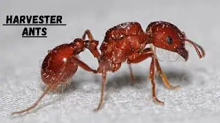 Harvester Ants Queen II  Harvester Ants