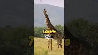 TOP TEN BIGGEST ANIMALS IN THE WORLD! #top10 #animals #trending
