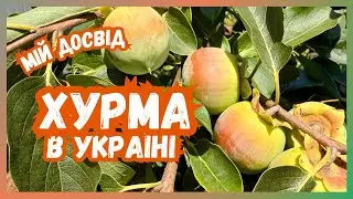 Вирощую хурму &laquo;Соснівська&raquo; у Києві &mdash; що з цього вийшло
