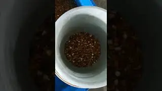 Almond sorting to remove  impurities of Taiho color sorter