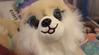Die Geschichte wie ich mein Hund bekommen habe.   