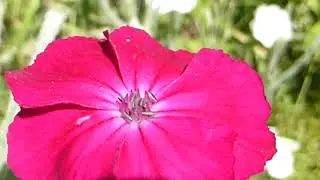 Rose campion  - Lychnis coronaria - Ro&eth;ahetta - Lj&oacute;sberi - Sumarbl&oacute;m - Villijurt
