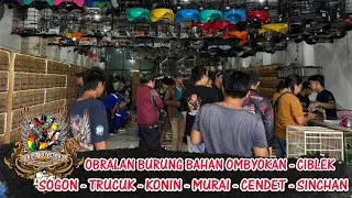 OBRALAN BURUNG BAHAN OMBYOKAN - CIBLEK - SOGON - TRUCUK - KONIN - MURAI - CENDET - SINCHAN DLL